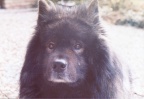 Eurasier